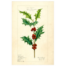 Christmas Holly Sprig Postcard